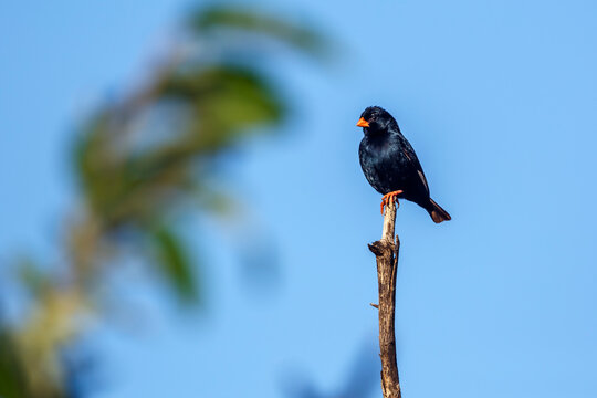 Village Indigobird perched on branch isolated in blue sky in Kruger National park, South Africa ; Specie Vidua chalybeata family of  Viduidae