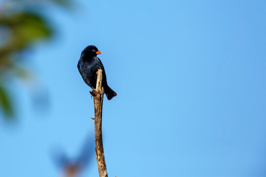 Village Indigobird perched on branch isolated in blue sky in Kruger National park, South Africa ; Specie Vidua chalybeata family of  Viduidae