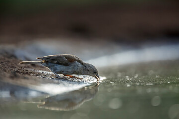 Southern Grey-headed Sparrow drinking in waterhole in Kruger National park, South Africa ; Specie family Passer diffusus of Passeridae