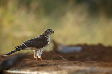 Obraz premium Shikra backlit ground level at dawn in Kruger National park, South Africa ; Specie Accipiter badius family of Accipitridae