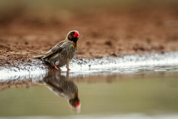 Red-billed Quelea male along waterhole in Kruger National park, South Africa ; Specie Quelea quelea family of Ploceidae