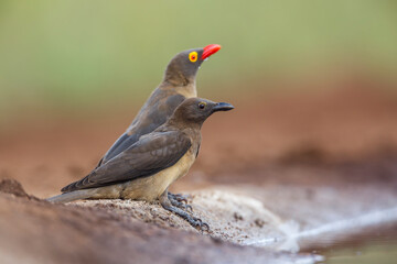 Red billed Oxpecker one juvenile and one adult along waterhole in Kruger National park, South...