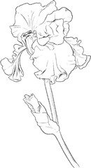Iris flowers hand drawn