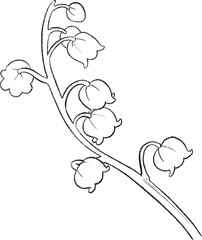 Lily of the valley flowers hand drawn