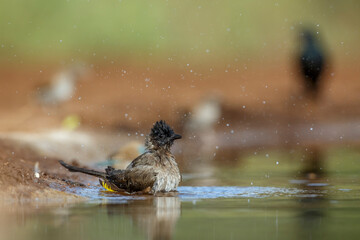 Dark capped Bulbul bathing in waterhole in Kruger National park, South Africa ; Specie Pycnonotus tricolor family of Pycnonotidae