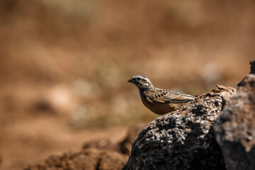 Cinnamon breasted Bunting hidding on rocks in Kruger National park, South Africa ; Specie Fringillaria tahapisi family of Emberizidae