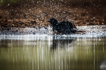 Cape Glossy Starling bathing splashing droplet in backlit in waterhole in Kruger National park, South Africa ; Specie Lamprotornis nitens family of Sturnidae