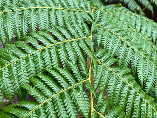fern leaf background