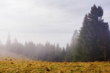 carpathian landscape in autumn. coniferous forest on the hill in morning mist. scenery beneath an overcast sky at sunrise