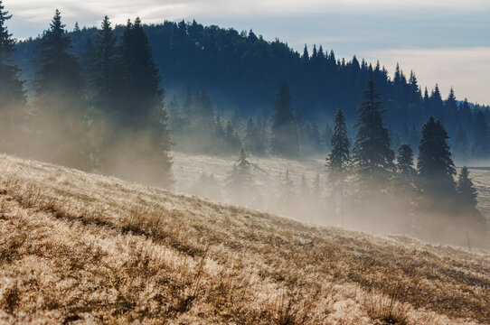 carpathian landscape in autumn. coniferous forest on the hill in mist. weathered grass in dew. valley full of fog beneath an overcast sky at sunrise