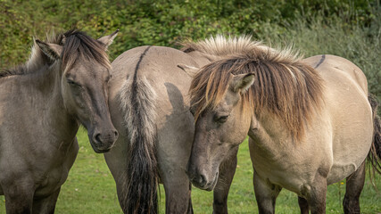 Three polish konik horses on the Manteling van Walcheren, Netherlands