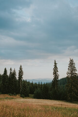 forest in the mountains