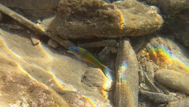 Underwater video of brightly colored ornate wrasse (Thalassoma pavo) fish swimming over rocks