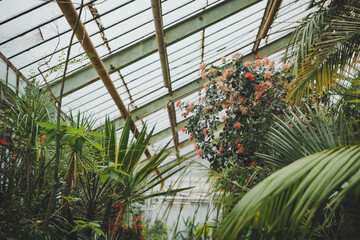 Fototapeta na wymiar greenhouse with plants
