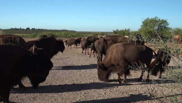 rowdy bison eating in the herd