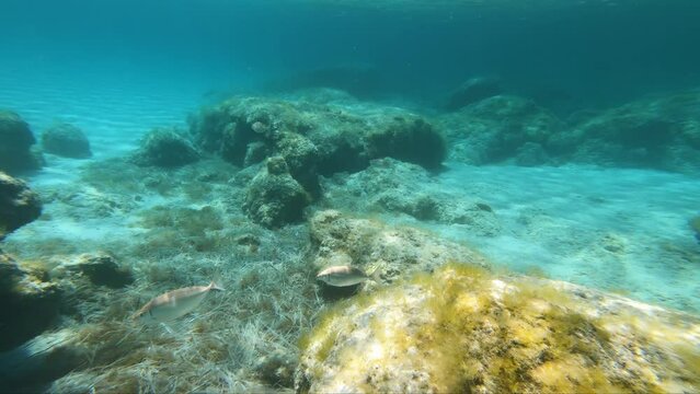 Underwater video of flock of marbled spinefoot fish swimming over rocks in the sea. Crete. Greece