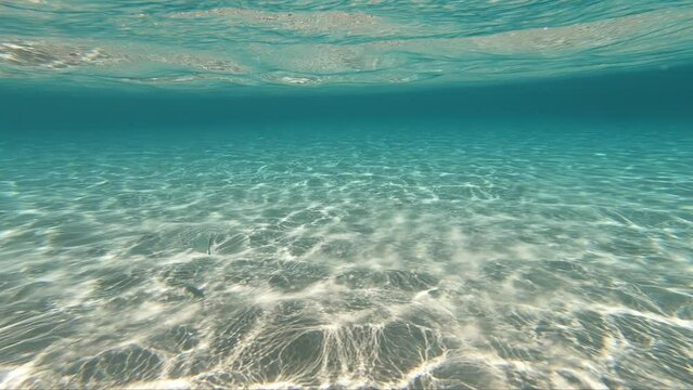 Underwater video of white seabream fish swimming at the shallow water over sea bottom.