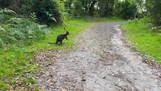 4k Video –Following a wallaby disappearing into the forest in the wild, in Jervis Bay’s Booderee National Park, close to ‘Hole in the Wall’ Beach. Wallabies are native Australian marsupials.