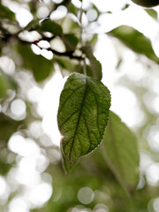 Fototapeta na wymiar leaves of fruit tree apple tree close-up