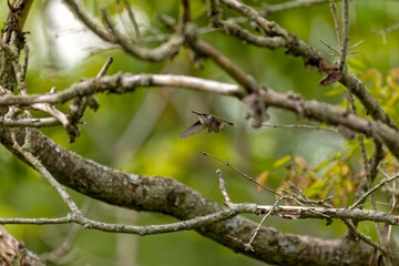 Ruby-throated hummingbird ( Archilochus colubris ) in flight