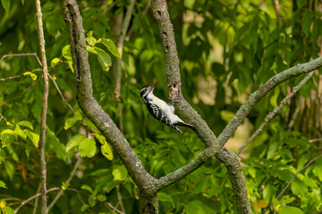 The hairy woodpecker (Leuconotopicus villosus)