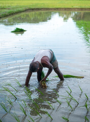 Poor Bangladeshi farmer is sowing seedlings in a fertile land 