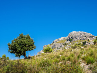 Fototapeta na wymiar Shrubs and tree near rocky cliff