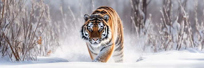 Rolgordijnen tiger in the snow  © Artur
