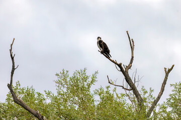  The western osprey (Pandion haliaetus) — also called sea hawk, river hawk and fish hawk 