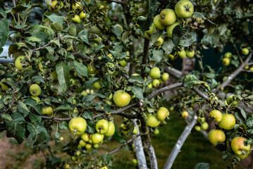 Small green apples on a tree.