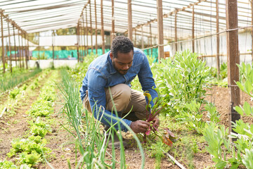 Farmer planting crop while crouching in garden