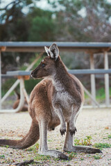 kangaroo