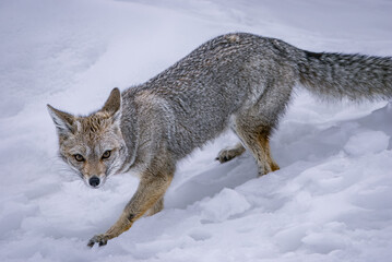 Fototapeta premium South American Gray Fox in Winter Wonderland, El Calafate, Patagonia, Argentina