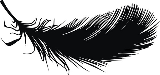 Vector image of a feather