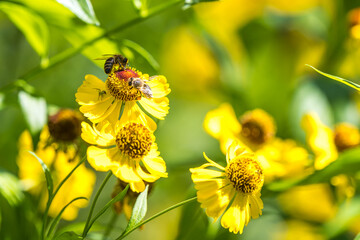 Biene auf gelber Blüte beim Nektarernten