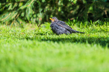 Amsel im Gras