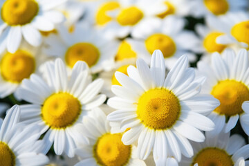 Detailed Chamomile Petals