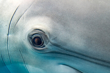 dolphin close up portrait underwater while looking at you © Izanbar photos