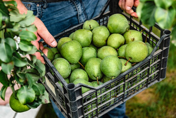 Fresh pears in a plastic box in men's hands. Harvest of pears.