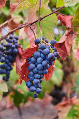 Black grape hanging on the vine