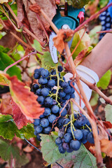 Person harvesting grapes