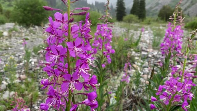 Purple fireweed flowers close up on an blur green background under the rain