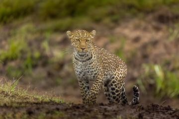 Leopard mother emerges from a river cut to start hunting for her cub in the Masai Mara