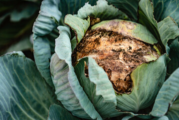 Cabbage damaged by vegetable fungal diseases grey mould or gray mould.