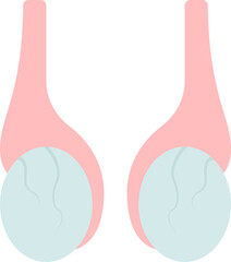 Flat Scrotum Anatomy Icon In Grey And Pink Color.