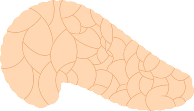 Flat Illustration Of Pancreas Anatomy Peach Icon.
