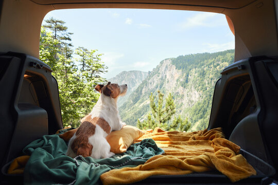 dog in car in a cage with a view to the mountains. Traveling with a pet by car. Jack Russell Terrier at road adventure