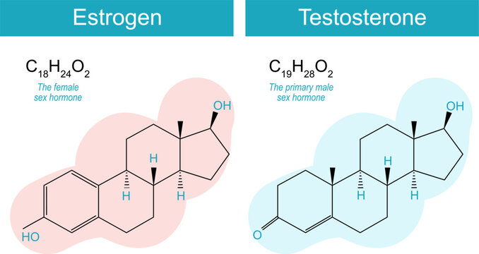testosterone and estrogen molecules
