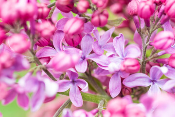 Naklejka na ściany i meble Lilac purple flowers nature spring macro background
