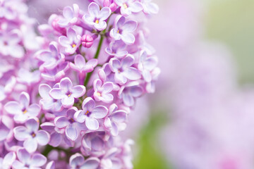 Fototapeta na wymiar Purple lilac flowers macro background, flower background